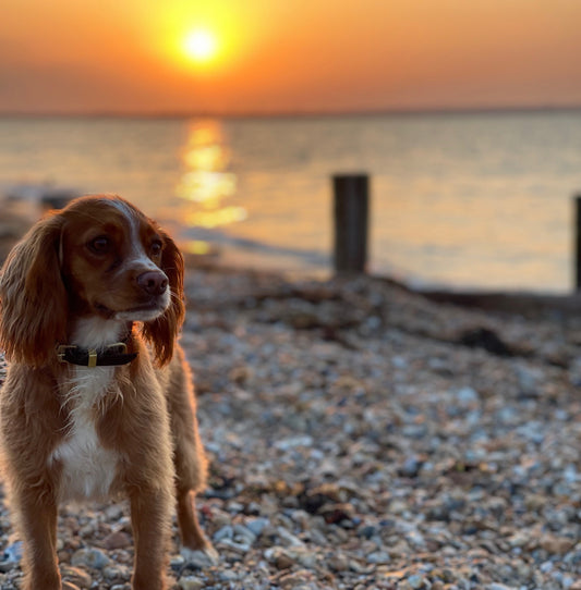 sunset over sea dog