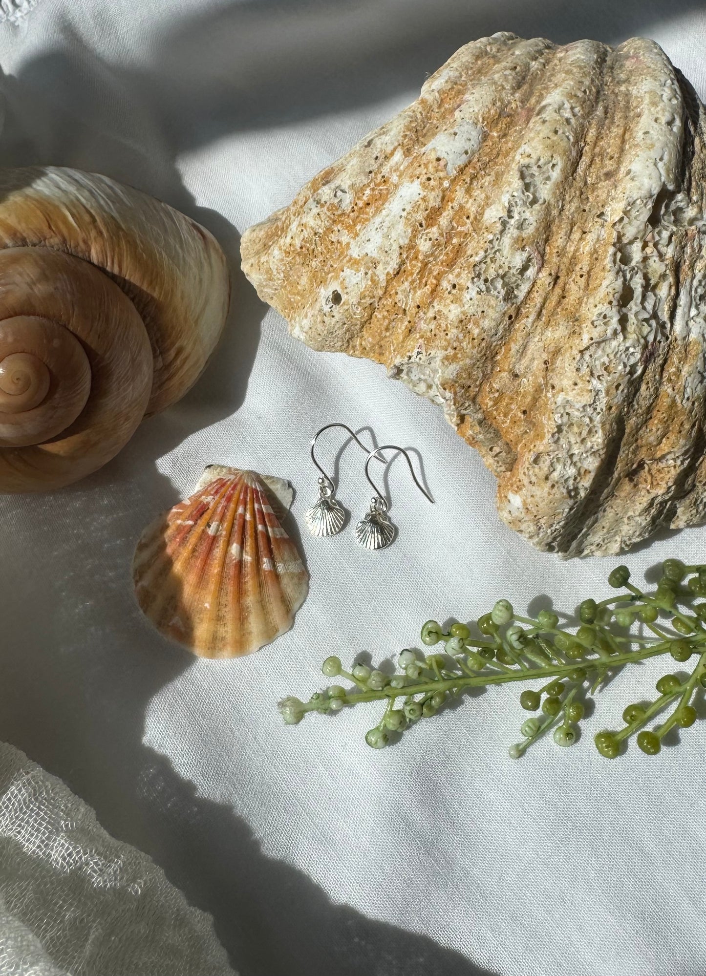 Scallop shell earrings